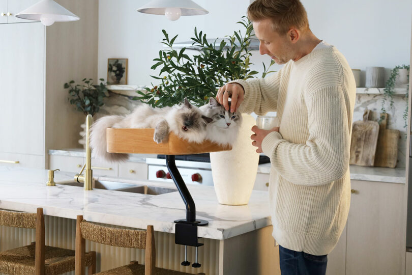 Two large fluffy cats being petted while sitting together on a single wooden perch attached to a counter.
