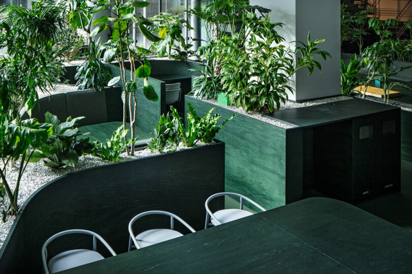 Lush indoor plants in raised planters acting as dividers between dark green tables and white chairs.