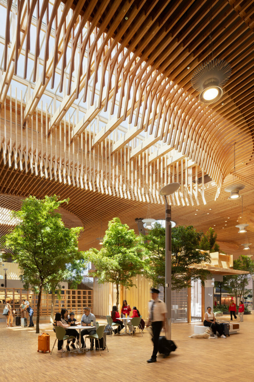 Sunlight streaming through skylights in the timber roof onto indoor trees and passenger seating areas.