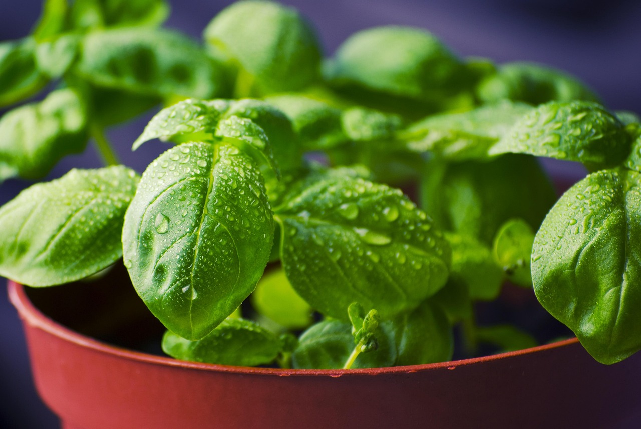 Fresh green basil sprigs stored in a glass jar of water like a bouquet of flowers