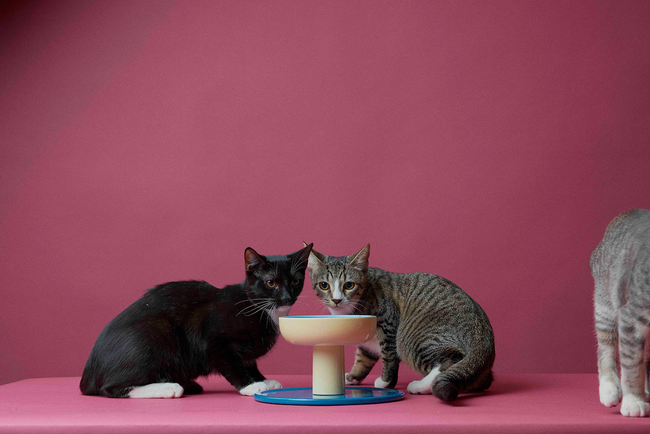 The Future of Pet Dining: Smalls Smallserve Ceramic Bowl & Fresh Cat Food Review