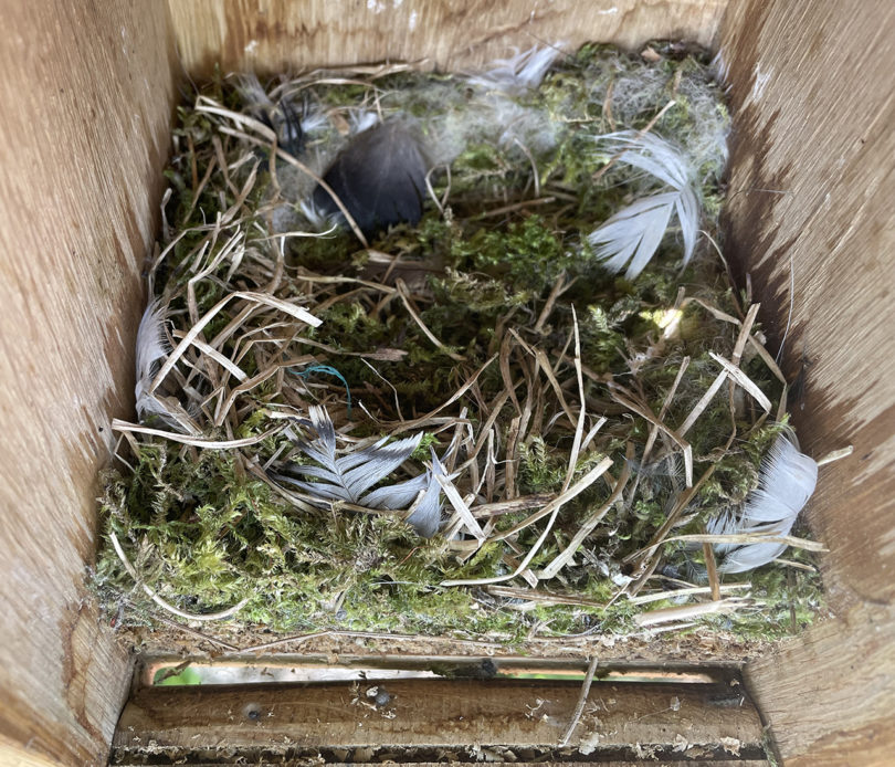 Close-up interior view of a bird nesting box showing horizontal grooves.