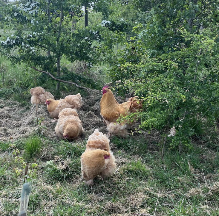 Close-up of Buff Cochin chickens in a garden setting.