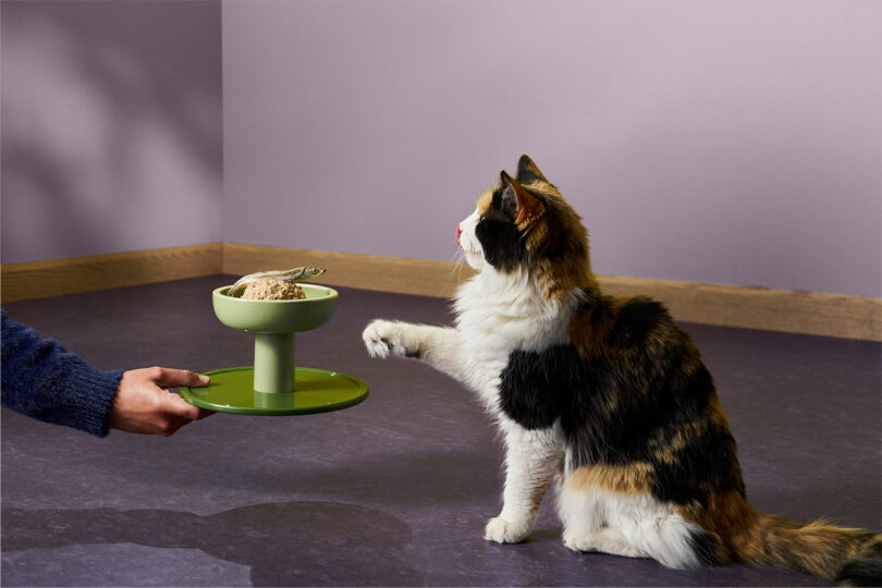 A person offering a green bowl of fresh Smalls cat food to an interested calico cat.