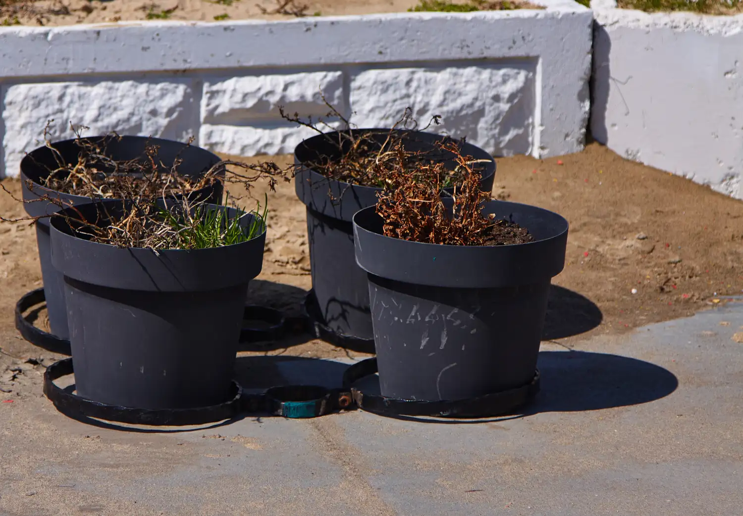 Four black plastic pots on a sunny patio showing dried-up brown foliage next to a single resilient sprout.