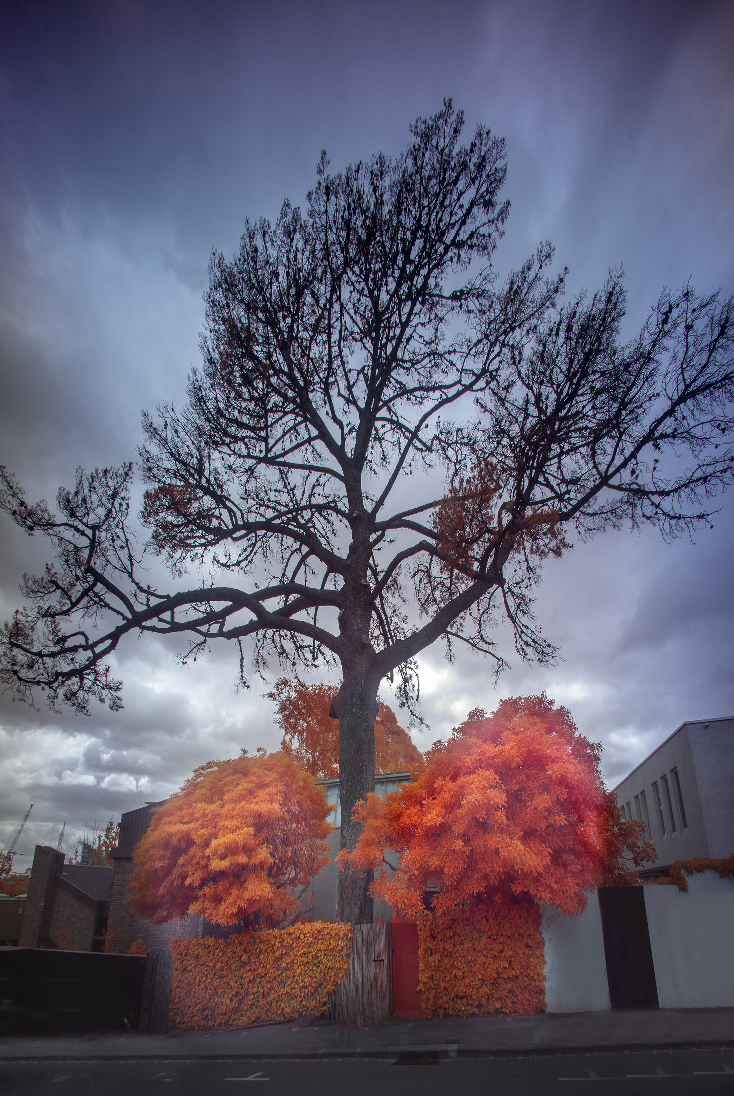 A tall Monterey Pine tree growing within the courtyard of the Robin Boyd house.