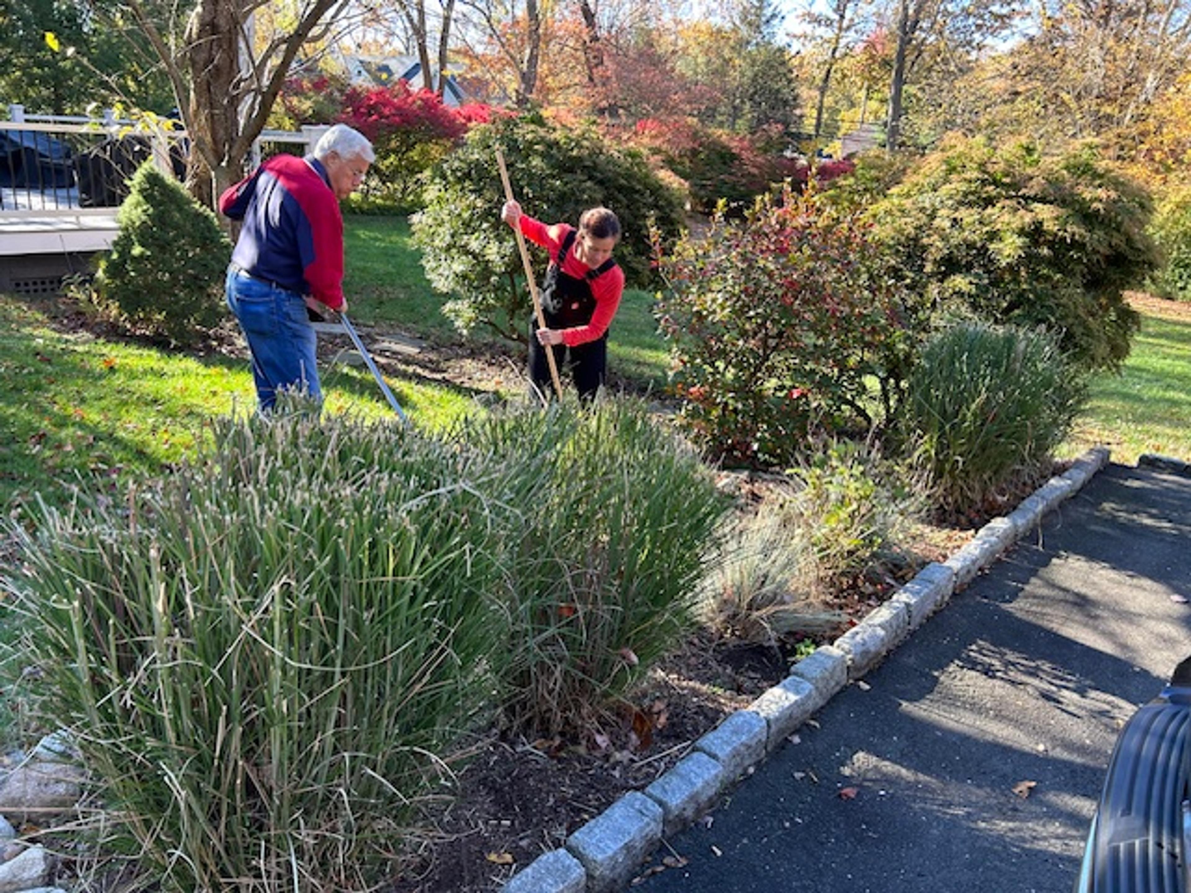 Two people working together to rake leaves and fill a wheelbarrow in a sunlit autumn garden.