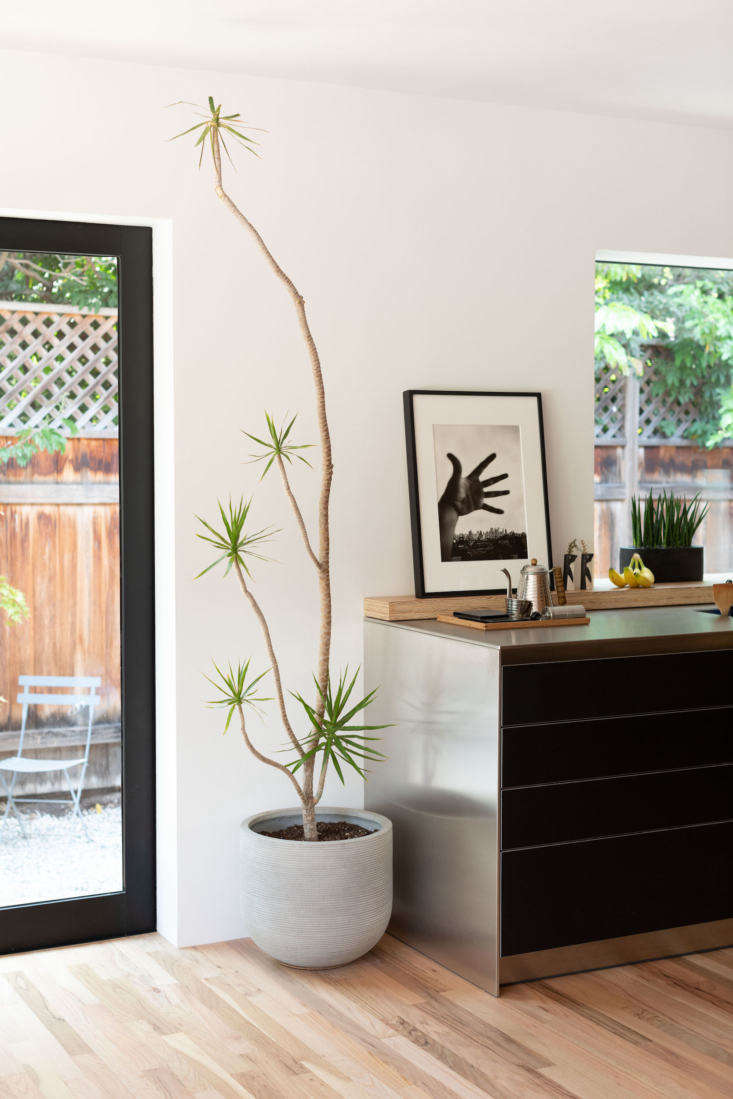 A sculptural Draecina Marginata houseplant against a white wall with minimalist art and vases.