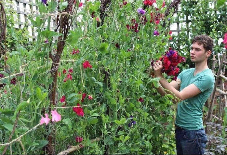 A garden featuring birch arches, raised beds, and sweet peas designed by Arthur Parkinson for Emma Bridgewater.