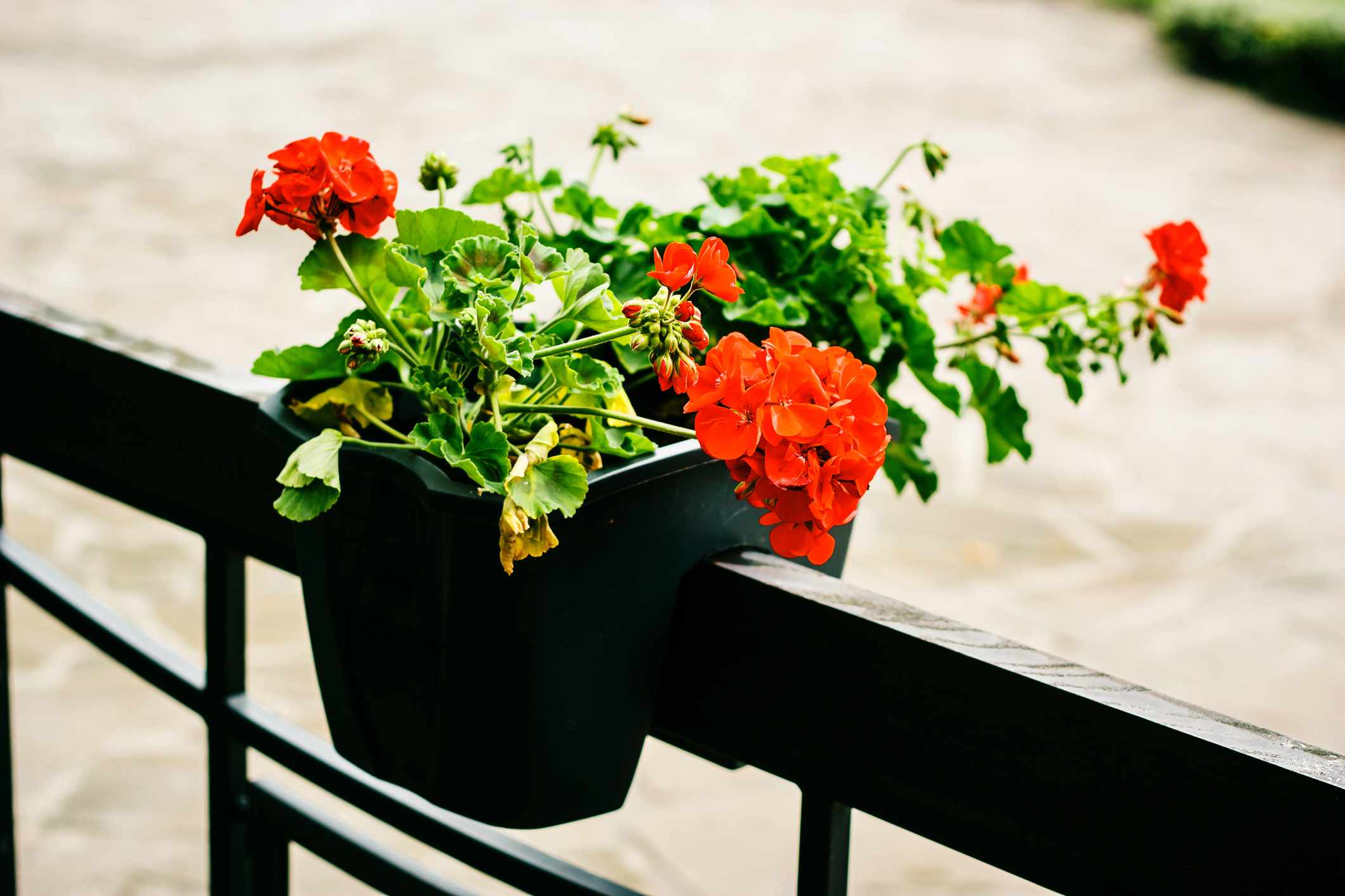 Do Black Planters Harm Outdoor Plants in Summer?