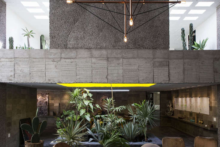 A close-up of textured concrete walls contrasted with vibrant green houseplants.