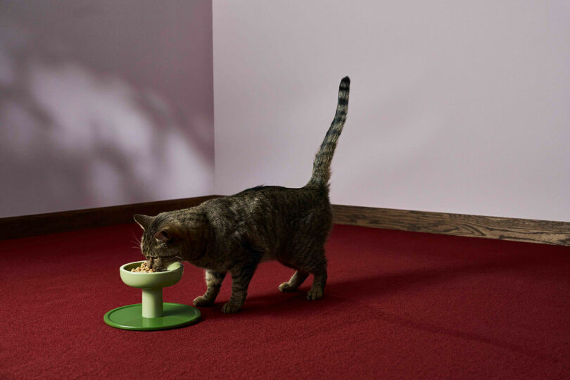 A tabby cat eating from a raised green ceramic bowl, showing improved neck posture.