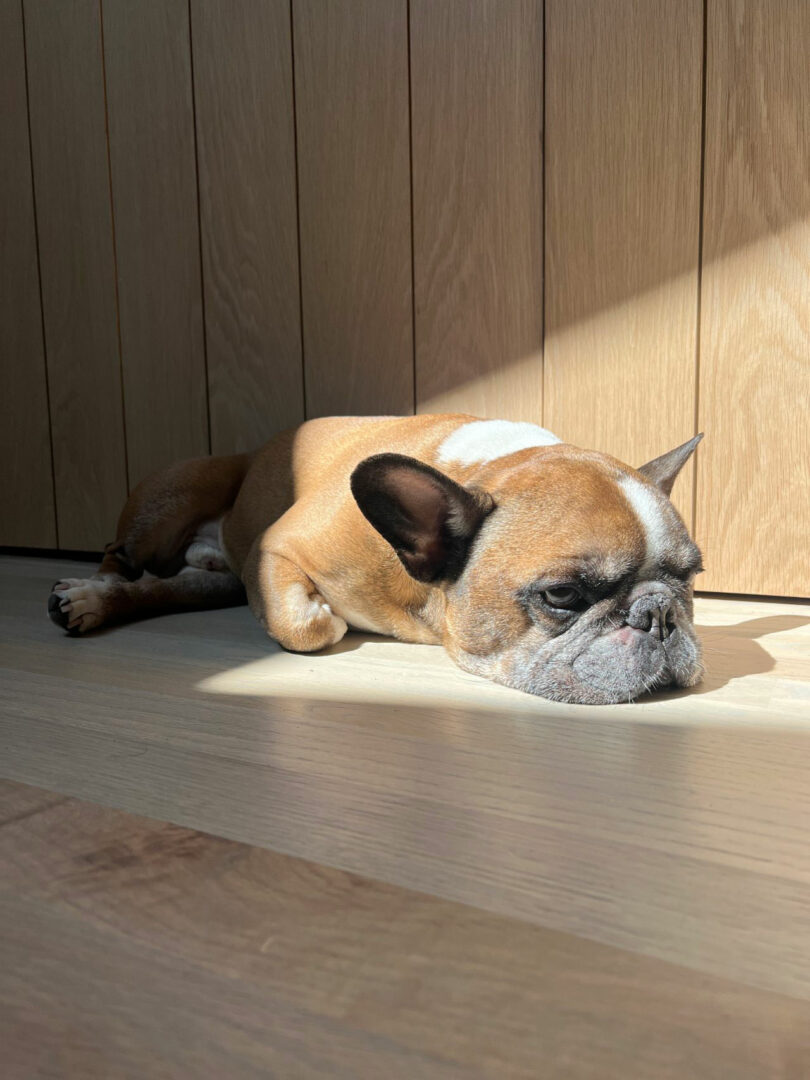 A French bulldog named Otis resting in a sunlit patch on a wooden floor.