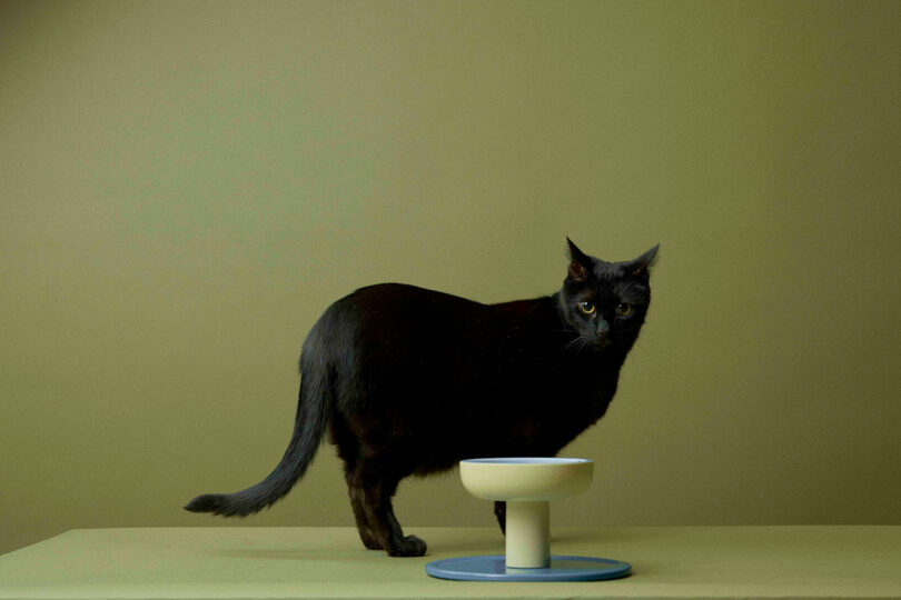 A black cat standing near an elevated blue and beige ceramic cat bowl against a green background.