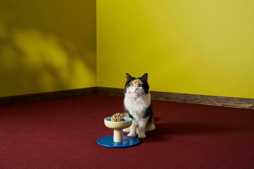 A calico cat sitting in front of a Smalls bowl positioned on its ergonomic stand.