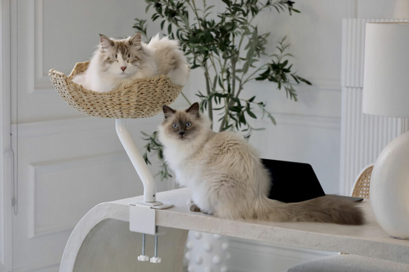 Two cats with blue eyes, one sitting on the desk and one in a woven elevated bed.