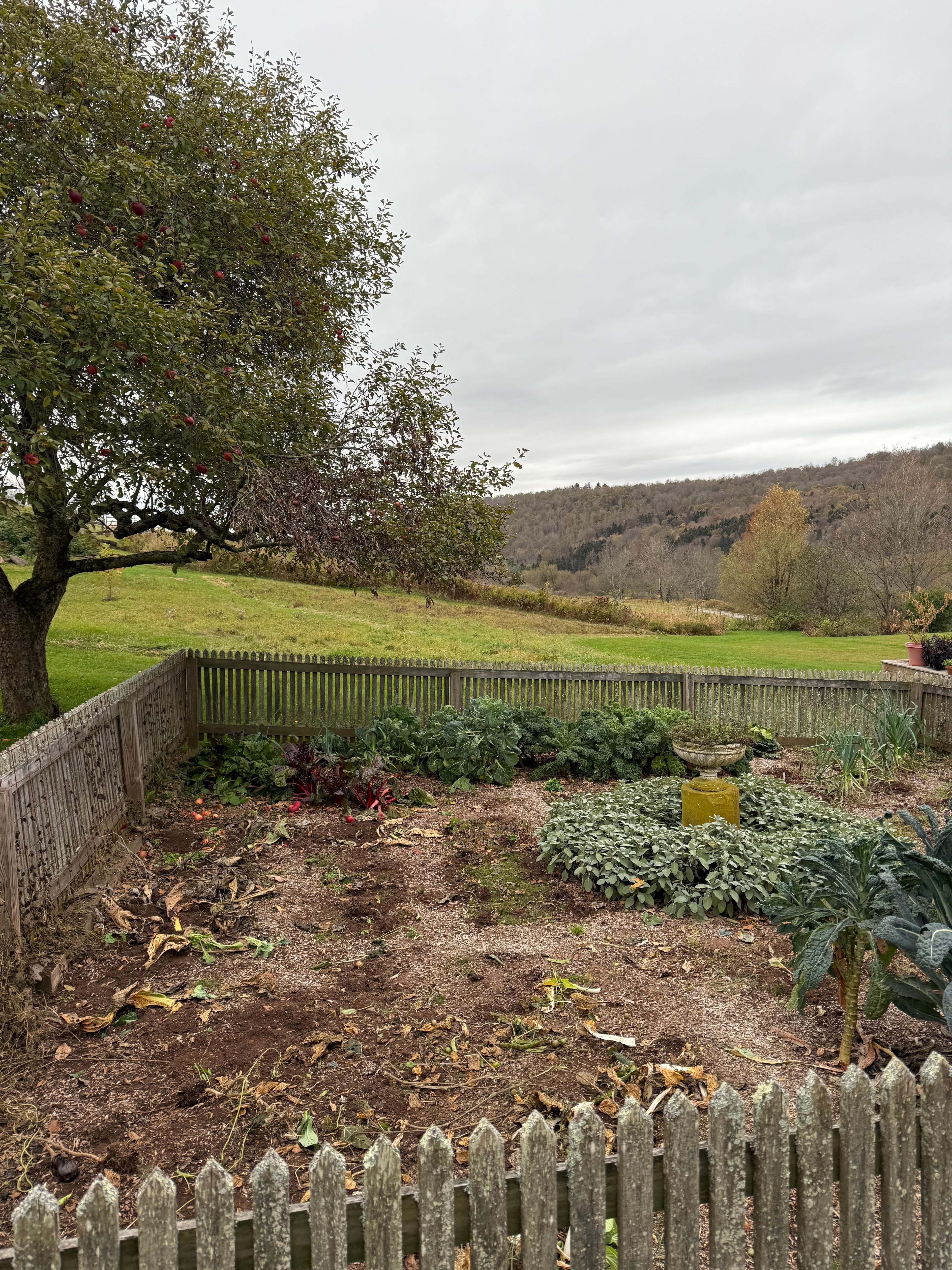 A dormant and withered garden bed in late autumn after the first frost.