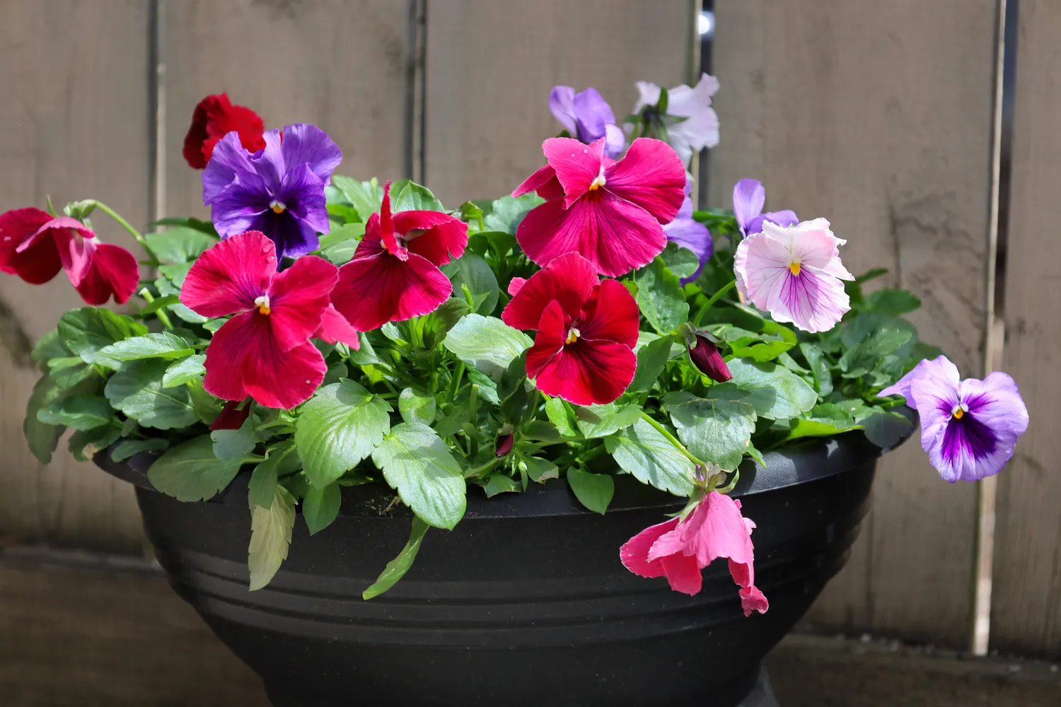 Colorful pansies in a black ceramic pot positioned against a wooden garden fence.