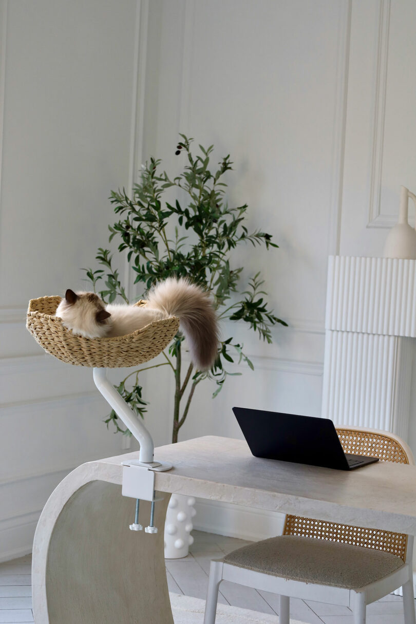 A cat resting in a woven basket cat bed mounted to the edge of a minimalist desk setup.