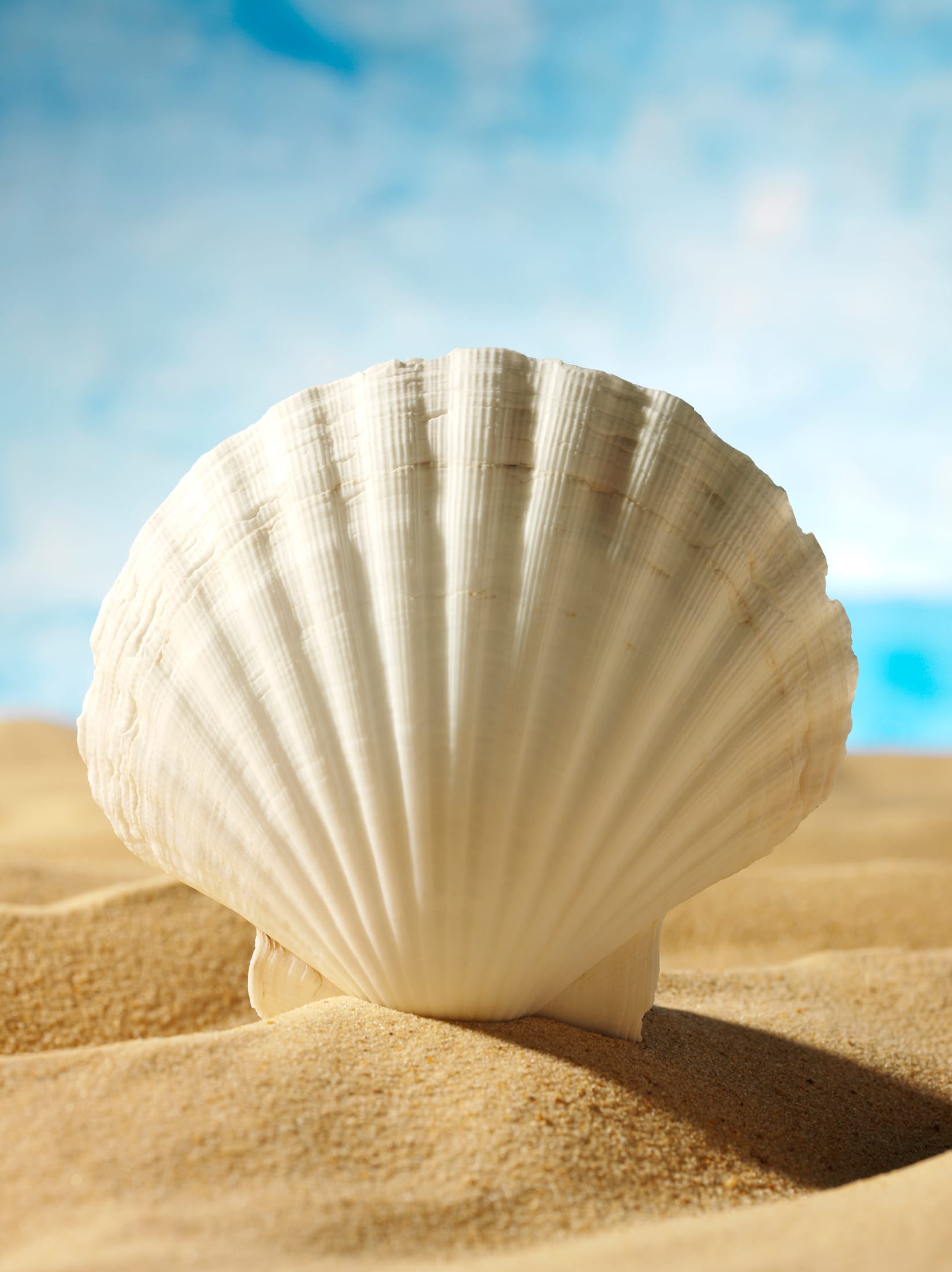 A close-up of a scallop shell illustrating natural geometric ridges.
