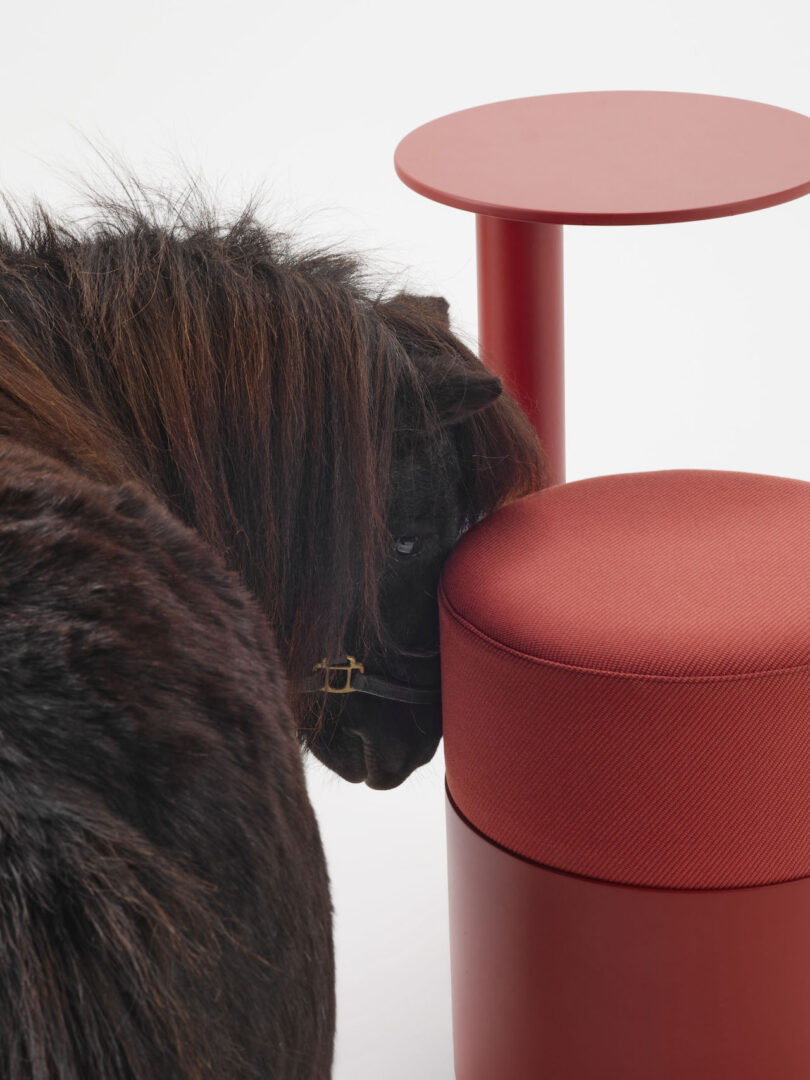 A real pony resting its head on a red pony office chair.
