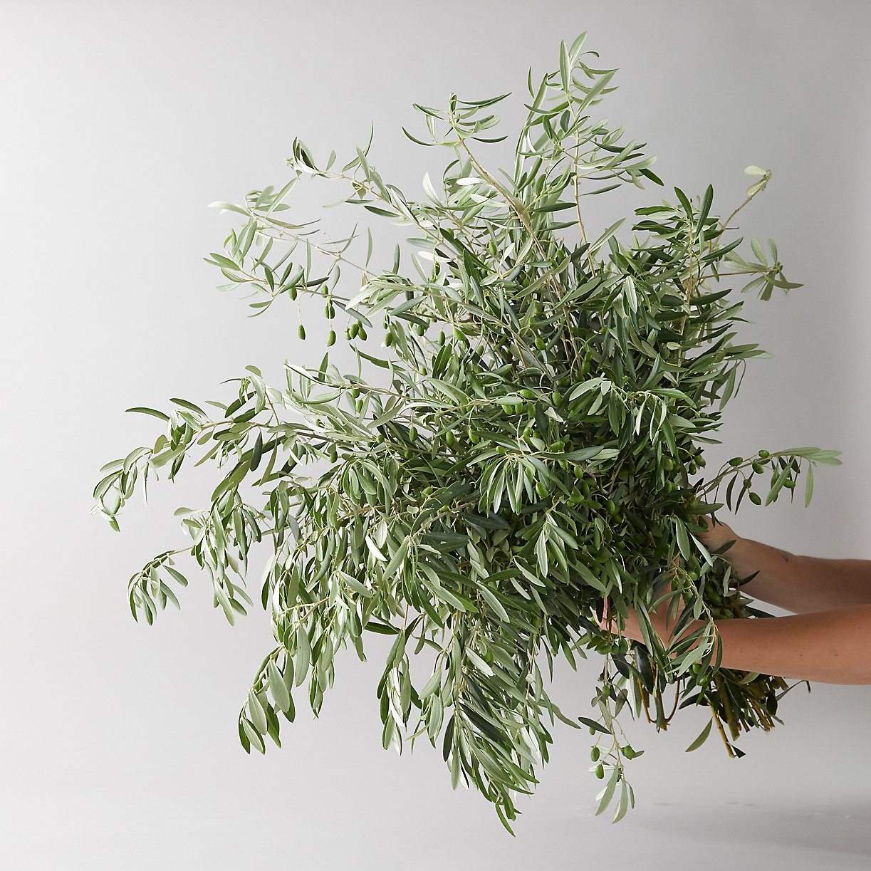 A bunch of fresh olive branches in a simple vase.
