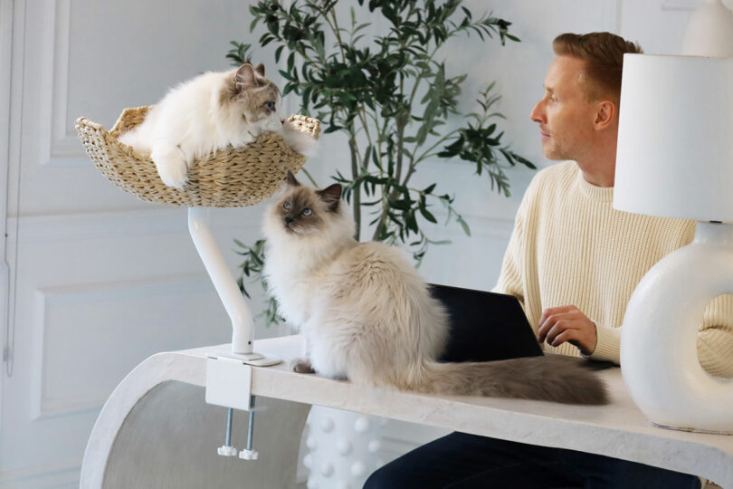A man working on a laptop while two cats are in close proximity, one on the desk and one in a mounted perch.