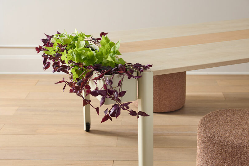 A light wooden table with a built-in planter featuring lush trailing vines and wooden stools.