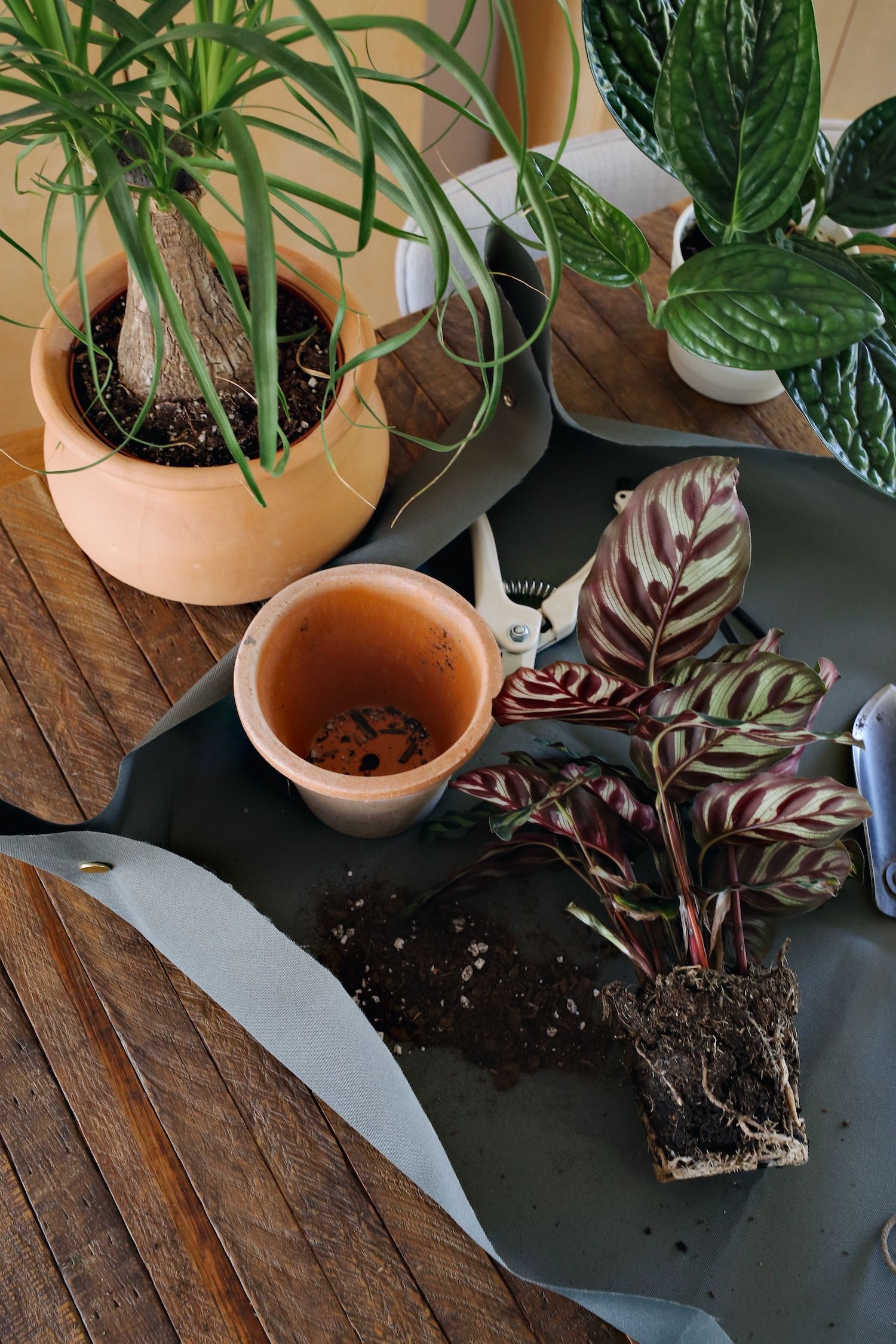A waterproof DIY potting tarp with snapped corners used as a tray to hold soil, a trowel, and a small plant.