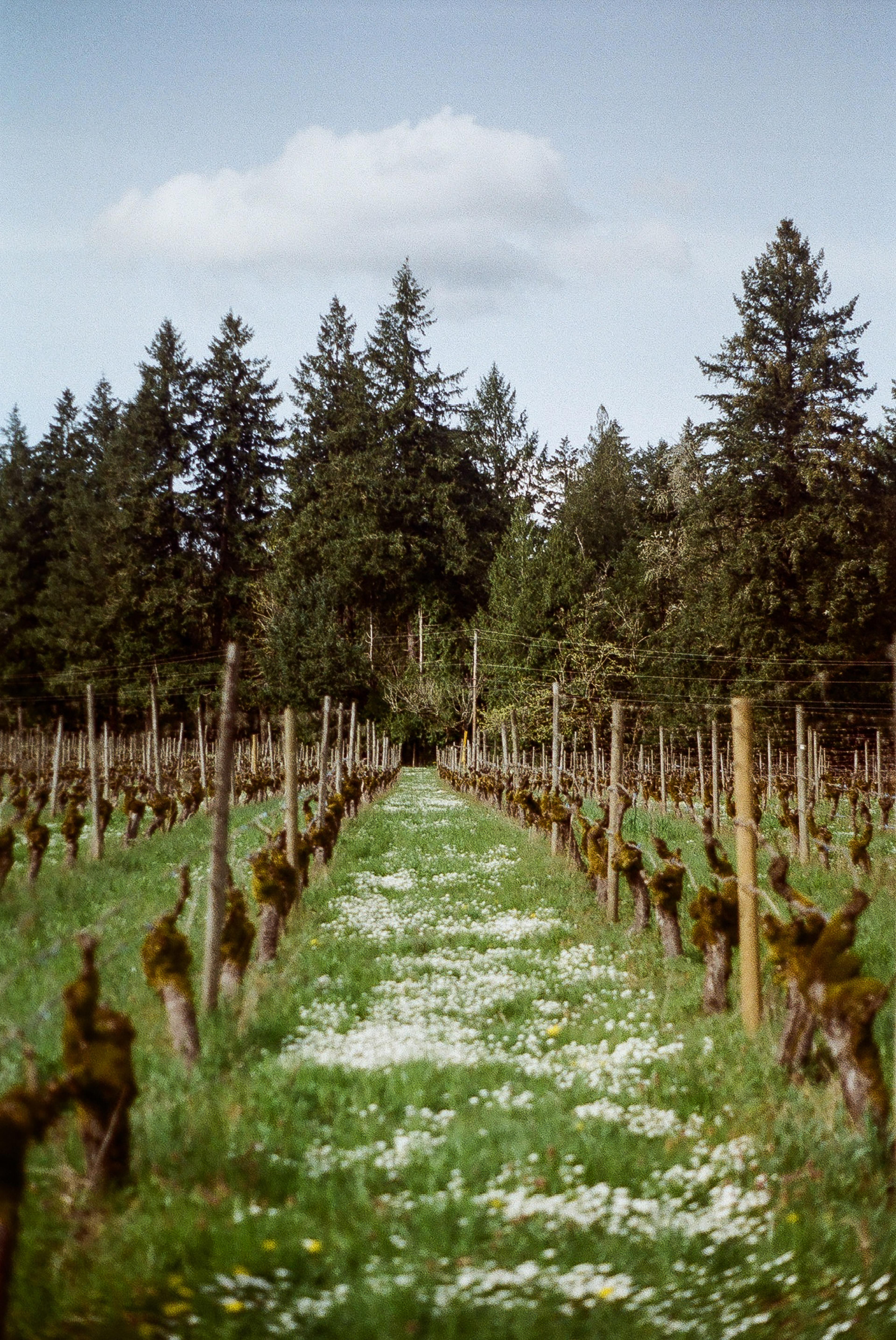 View of rolling vineyard hills in the Chehalem Mountains during the day.