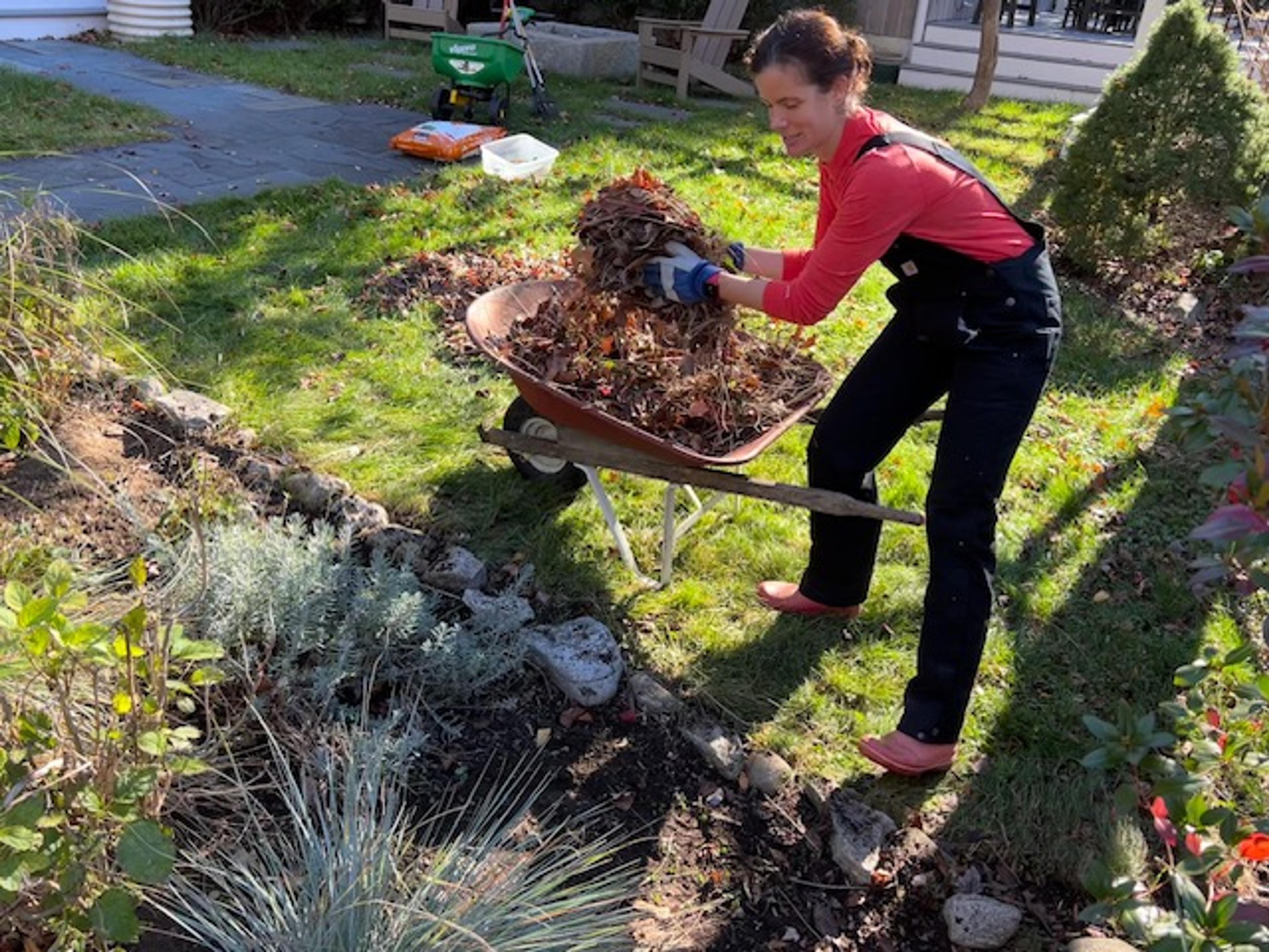 A wheelbarrow filled with dead plants and garden waste during a fall cleanup.