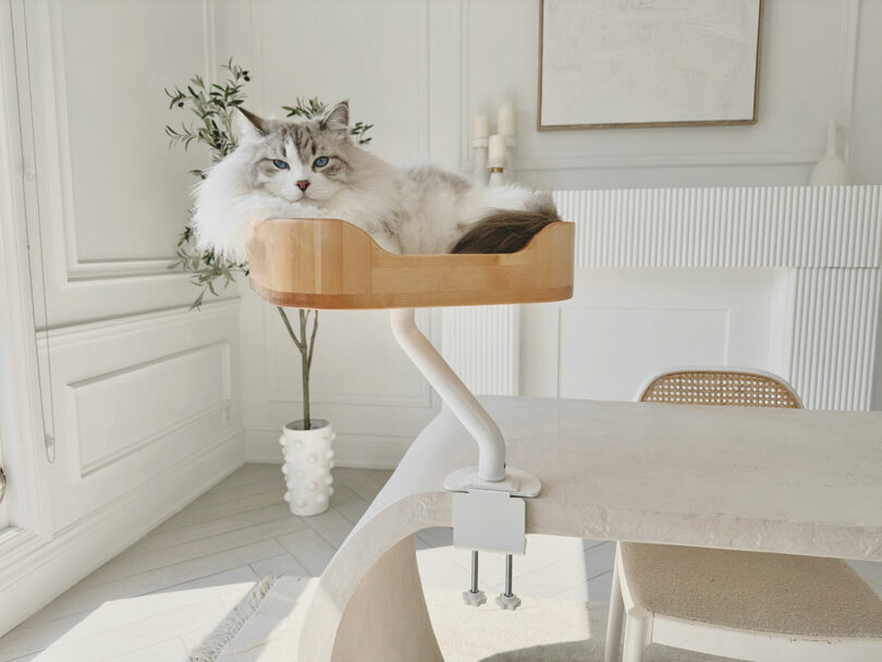 A minimalist wooden Ergo Purrch cat bed attached to a white desk with a cat lounging comfortably inside.