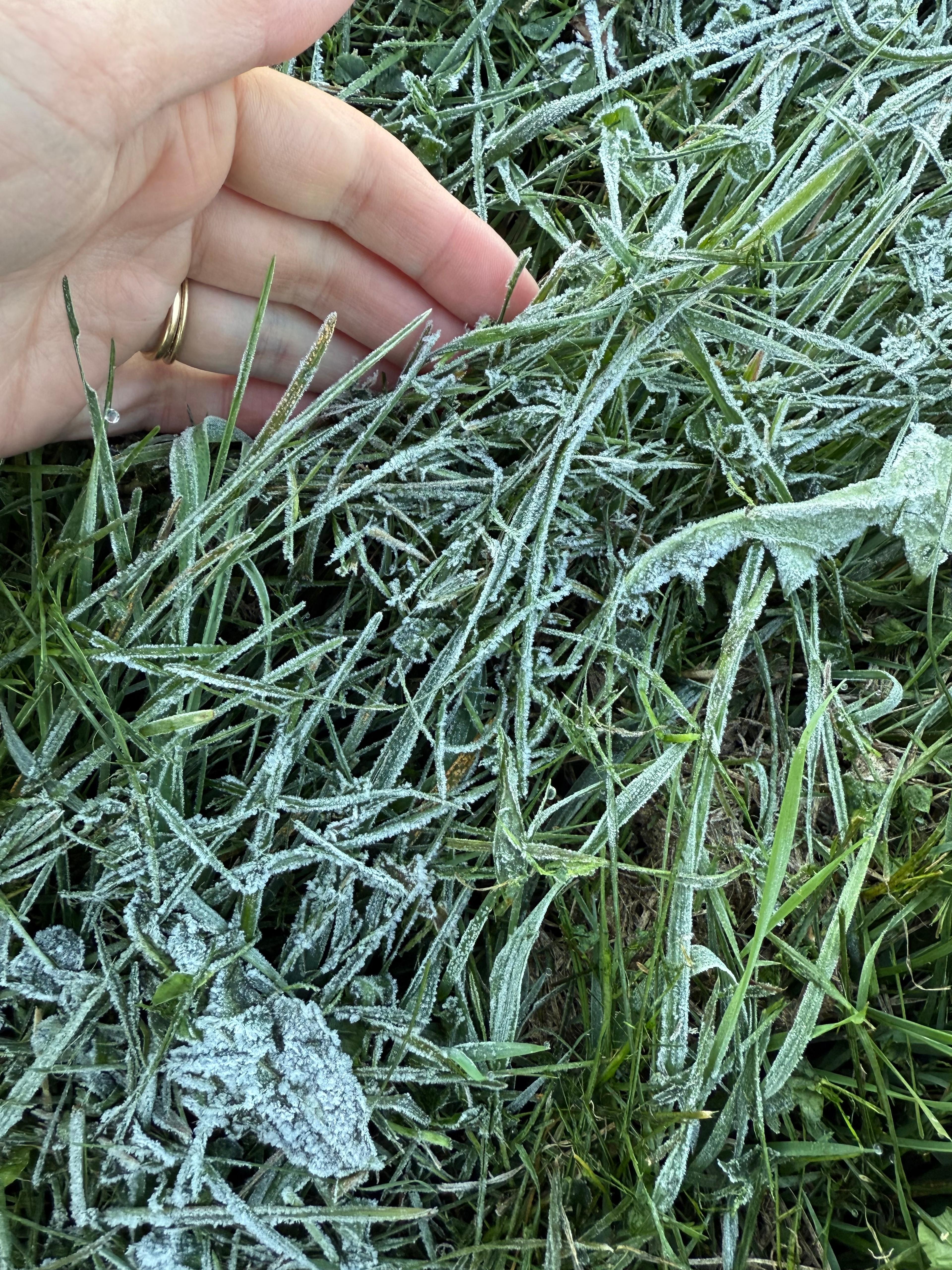 Close-up detail of ice crystals and frost on garden vegetation.