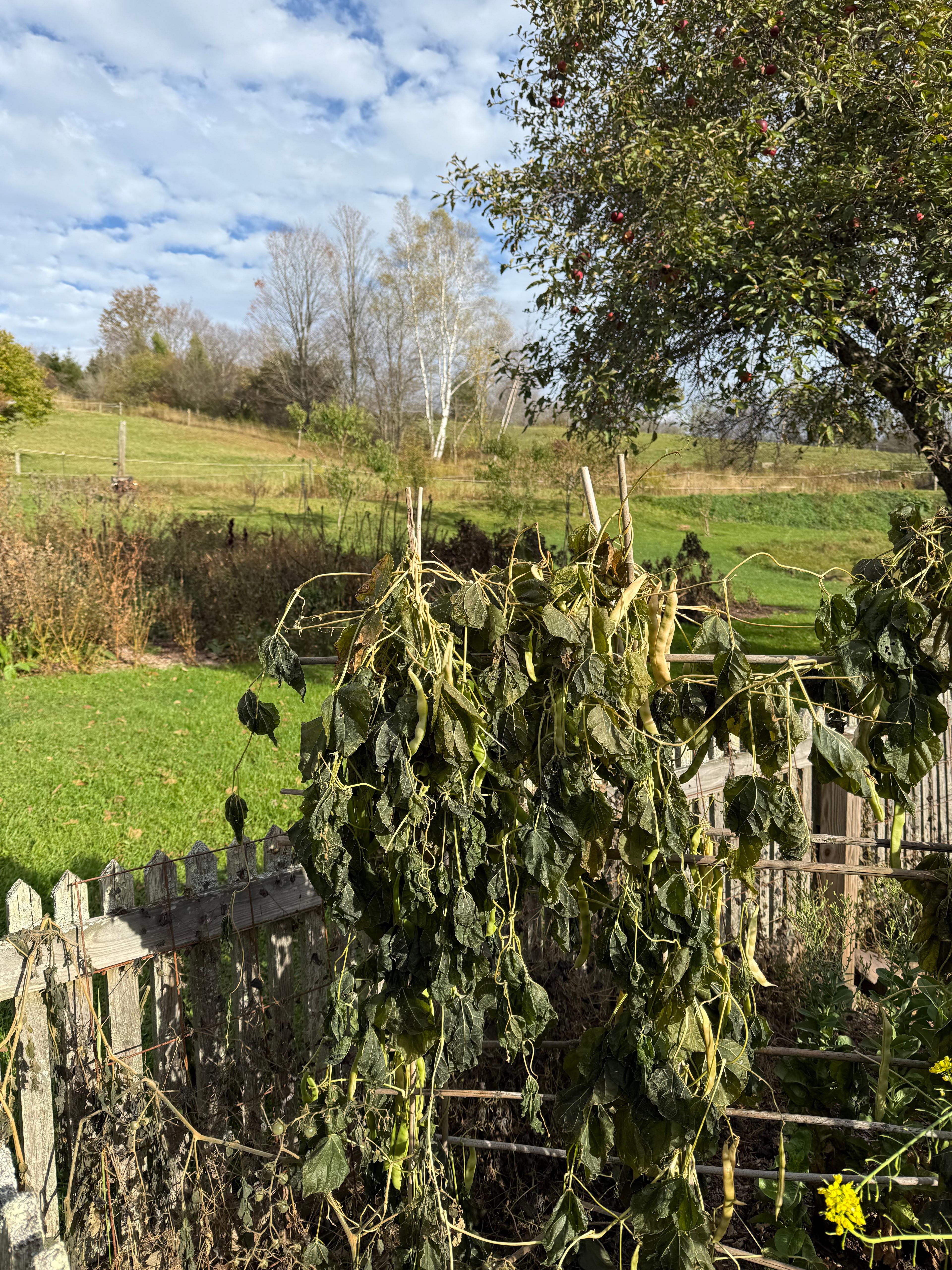 A wilted and brown plant leaf showing damage from freezing temperatures.