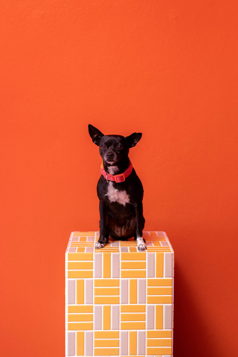 A small black and white dog named Quesadilla posing on a yellow and white pedestal against an orange wall.